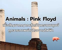 ชำแหละอัลบั้ม Animals ของ Pink Floyd เมื่อสัญชาตญาณสัตว์ในคราบมนุษย์ถูกฉายภาพผ่านโรงงานไฟฟ้า Animals-Pink Floyd-cover
