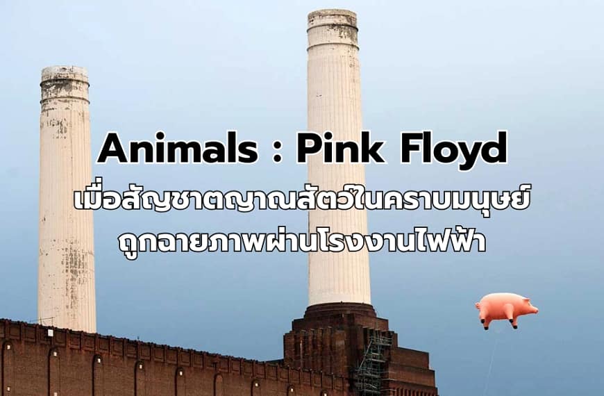 ชำแหละอัลบั้ม Animals ของ Pink Floyd เมื่อสัญชาตญาณสัตว์ในคราบมนุษย์ถูกฉายภาพผ่านโรงงานไฟฟ้า